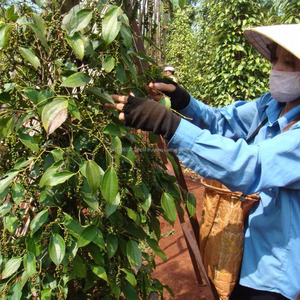 Pimienta Negra de Vietnam 570 GL, la Más Vendida, Calidad Premium, Gran Densidad, para Procesamiento de Alimentos y Suministro Global - Product Image 3