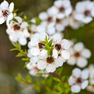Premium Manuka <b>Essential</b> <b>Oil</b>: 100 % Pure Organic <b>Oil</b> Export Private Label Wholesale Supply for Skin & <b>Hair</b> Care, Aromatherapy - Product Image 4