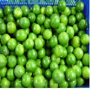 High Quality Organic Lemon Lime <b>Fresh</b> Style Cultivation - Product Image 2