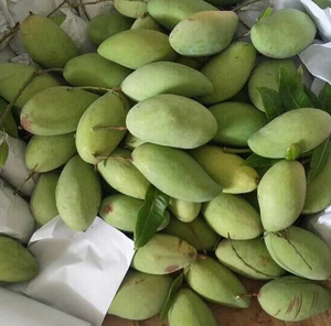 เวียดนามสดมะม่วงที่มีคุณภาพที่ดีที่สุดข้อเสนอจากเวียดนาม - Product Image 4