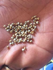 Animal Feed Indian Origin Green <b>Millet</b>/Bajra - Product Image 3