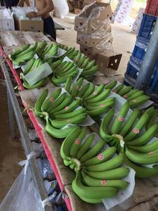 กล้วยสีเขียวสด/ผลไม้กล้วยธรรมชาติจากเวียดนาม - Product Image 3