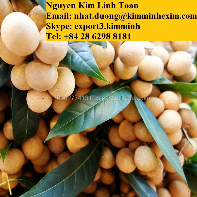 Taze LONGAN