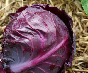 Bắp cải đỏ, bắp cải tím tươi - Product Image 3