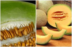 Aceite Portador de Melón Muskmelon, Prensado en Frío, de Semillas - Product Image 6