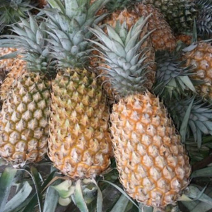 ANANAS DORÉ FRAIS - Product Image 1