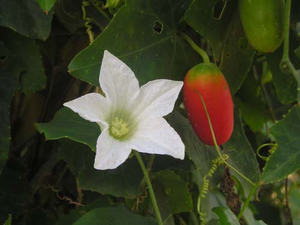 COCCINIA GRANDIS/ CEPHALANDRA GRADIS/ BRYONIA GRANDIS DE BONNE QUALITÉ - Product Image 6