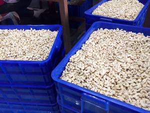 เม็ดมะม่วงหิมพานต์เวียดนาม W240และ W320ผู้จัดจำหน่าย - Product Image 4