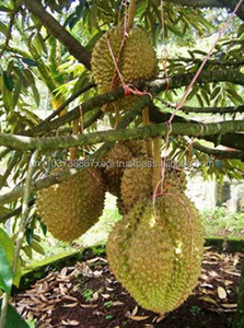 DURIAN FRESCO / ALTA CALIDAD / FRUTA VIET DELTA VIETNAM / MS. Holiday 2kg 25-35cm - Product Image 5