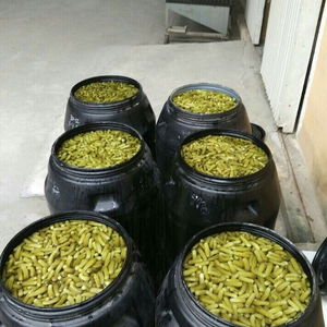 Great DEAL 2022 GHERKING แตงกวาผู้จัดจำหน่ายชั้นนำเวียดนามเดลต้าจัดส่งที่รวดเร็ว - Product Image 3