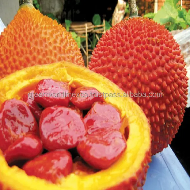 Gac Fruit - Momordica cochinchinensis, rico en vitamina, muy bueno para la salud