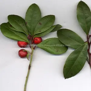 น้ำมันนวดธรรมชาติส่วนผสมน้ำมัน100% Wintergreen