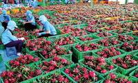 Vers Rood Wit Drakenfruit