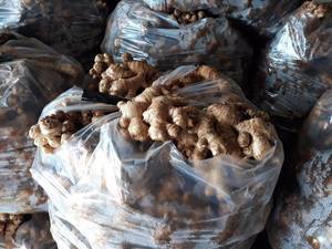 Jengibre FRESCO de Vietnam PRECIO COMPETITIVO - Product Image 3