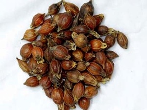 GARDENIA FRUIT EXTRACT POWDER - Dry Gardenia Extract Powder From Vietnam HOLIDAY - Product Image 6