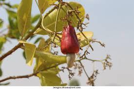 เม็ดมะม่วงหิมพานต์/เม็ดมะม่วงหิมพานต์เวียดนาม - Product Image 6
