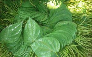 Hojas de BETEL - Product Image 6