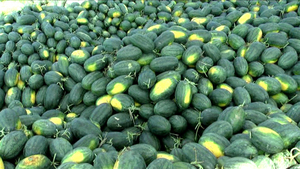 Délicieux fruits de pastèque, Offre Spéciale en 2021 - Product Image 6