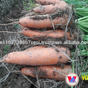 VIETNAM <b>FRESH</b> <b>CARROT</b> - High Quality - Cheap for Wholesales - Product Image 2