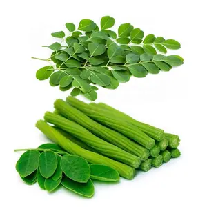 Moringa Oleifera Frozen Vegetable Drumstick