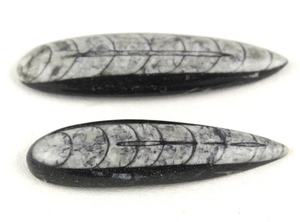 Orthoceras naturels pierres précieuses lâches forme de poire lisse beaux cabochons fabrication de bijoux collection de pierres style coupe - Product Image 3