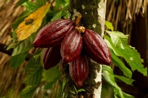 Agriculture biologique pour un rendement élevé de cacao de qualité supérieure, spécifique à l'agriculture du Mozambique - Product Image 3
