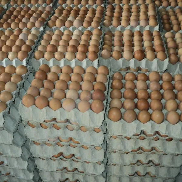남아프리카 공화국에서 갈색과 흰색 껍질 닭고기 달걀 농장 신선한 닭 테이블 계란