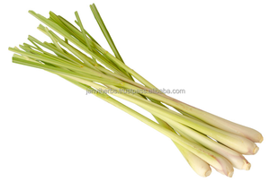 น้ำมันหอมระเหยบริสุทธิ์ตะไคร้หอมระเหยบริสุทธิ์บริสุทธิ์จาก100% ได้รับการรับรอง GMP สำหรับผมผิวและสปาส่งออกจากอินเดีย - Product Image 2