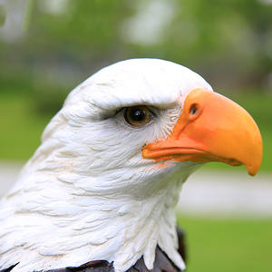 Vida decoración arte estatua de fibra de vidrio de Hawk resina escultura de animales - Product Image 4