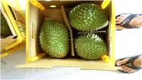 Iqf Vlees Durian Leveranciers Vietnam In 2024