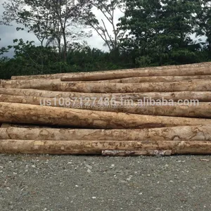Gmelina logs (Gmelina arborea), Melina logs, Gamhar, Gamari, Gambhori, Yemane, goomar teak, Kashmir tree logs, white teak logs