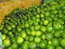 ส่งออกมะนาวสดมะนาวพร้อมราคาผลิต - Product Image 6