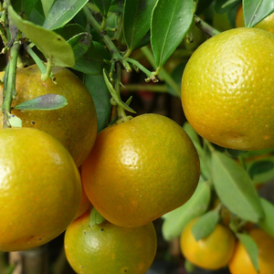 Poudre de Kumquat de Haute Qualité - Poudre de Calamansi - Product Image 1