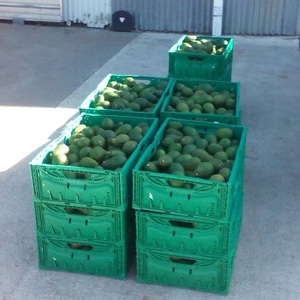 FRESH AVOCADO FRUIT
