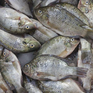 Probióticos para Alimentación de Peces de Acuicultura para la Cría de Tilapia - Product Image 4