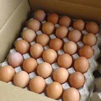 Hatling, ovos de galinha branca e branca fresca, codornas, ovos de avestruz