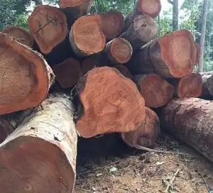 Grumes de bois de chêne et grumes de chêne/hêtre/épicéa, 25 + de diamètre Disponible à nos clients à des prix très bon marché et abordables