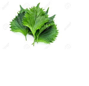 Perilla Verde Shiso de la Mejor Calidad - Product Image 1