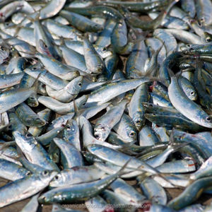 Probióticos en Polvo de Grado Alimenticio para Camarones Tigre, Tipo Conservante, de Vietnam - Product Image 5