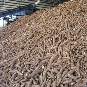 Poudre végétale de résidus de tapioca Grade a 13% d'humidité pour l'utilisation de bovins et de porcs Emballage de sacs Jumbo - Product Image 3