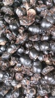 * Hot * Verkoop 2019 Gedroogde Mestkever/Gedroogde Dorkever/Gedroogde Meikever
