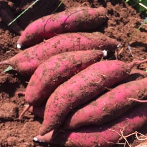 BULK QUANTITY <b>SWEET</b> <b>POTATO</b>/RED <b>POTATO</b> for SALE in 2020 - Product Image 3