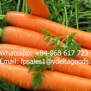 แครอทสดแครอทกรอบอร่อยวันหยุดแครอทเวียดนาม - Product Image 3