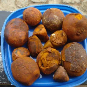 बैल Gallstones, मवेशी Gallstones, बिक्री के लिए गाय Gallstones