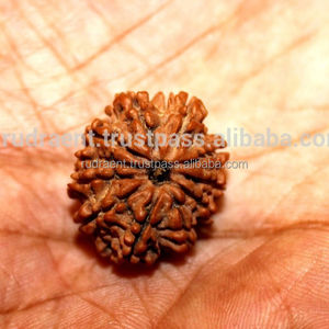 11 el Mukhi/cara/energía Nepal Kundalini Rudraksha - Product Image 2