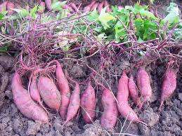 La mejor batata morada fresca - Product Image 5