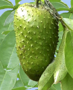 ผลไม้รสเปรี้ยวสด-ผลไม้สด/อร่อย/ฉ่ำ/จากเวียดนาม - Product Image 5