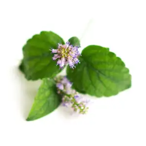 Indian Suppliers of Patchouli Oil For Beauty care Products /Cosmetic Essential Oil Patchouli Oil India