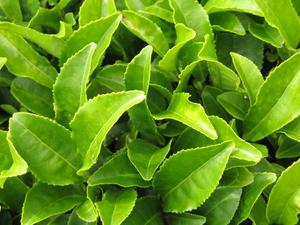 Té verde seco - Product Image 6