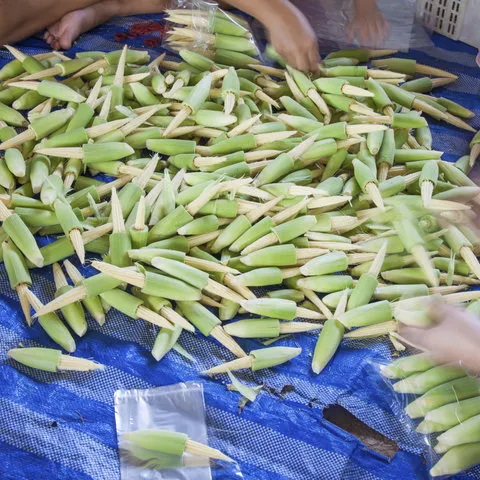 핫 세일 통조림 아기 옥수수/통조림 아기 옥수수